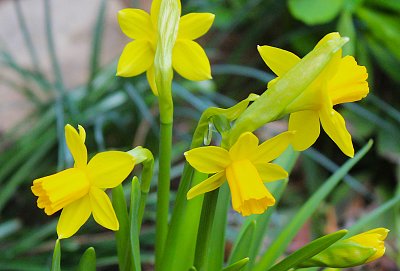 Narcisky